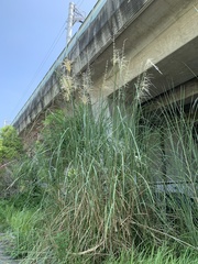 Saccharum spontaneum