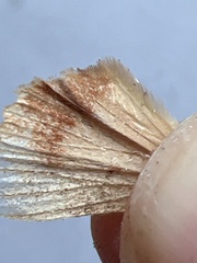 Amphipyra pyramidea