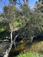 Melaleuca viminalis viminalis