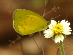 Eurema brigitta