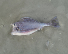 Acanthostracion quadricornis