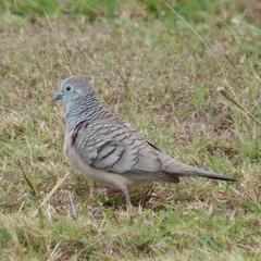 Geopelia placida