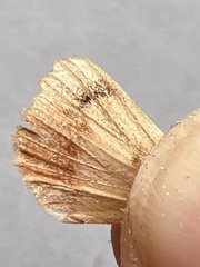 Amphipyra pyramidea