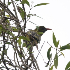 Oriolus flavocinctus