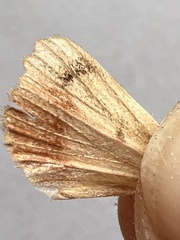 Amphipyra pyramidea