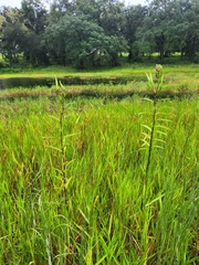 Asclepias incarnata incarnata