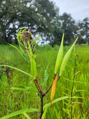 Asclepias incarnata incarnata