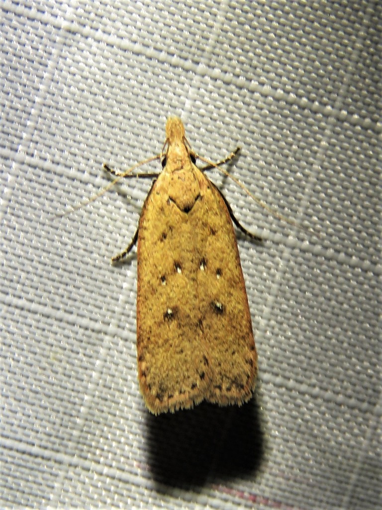 Georgia Dichomeris Moth and Allies