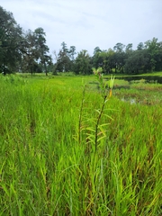Asclepias incarnata incarnata