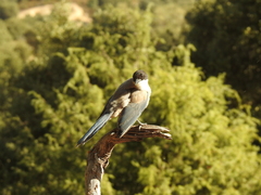 Cyanopica cooki