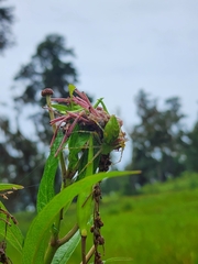 Asclepias incarnata incarnata