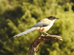 Cyanopica cooki