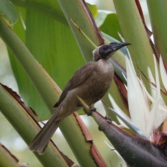 Philemon buceroides