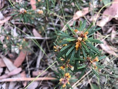 Pultenaea