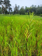 Asclepias incarnata incarnata