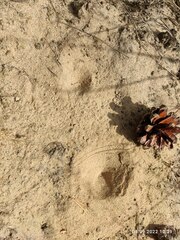 Myrmeleon formicarius