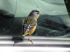 Pardalotus punctatus