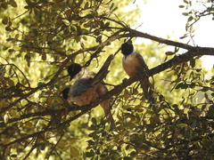 Cyanopica cooki