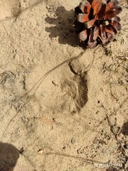 Myrmeleon formicarius