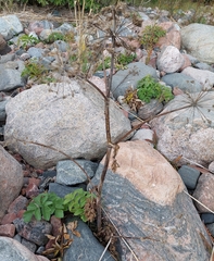 Angelica archangelica litoralis