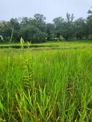 Asclepias incarnata incarnata