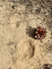 Myrmeleon formicarius