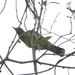 Oriolus flavocinctus