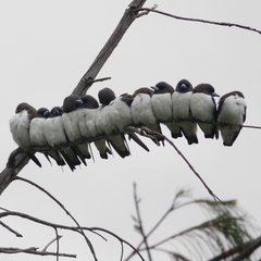 Artamus leucorynchus