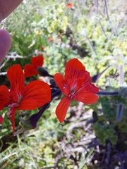 Pelargonium fulgidum