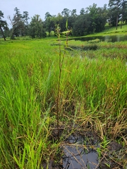 Asclepias incarnata incarnata