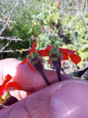 Pelargonium fulgidum