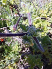 Pelargonium fulgidum