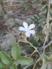 Dianthus strictus