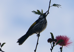 Phylidonyris niger