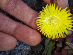Cheiridopsis rostrata
