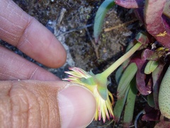 Cheiridopsis rostrata