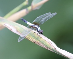 Brachydiplax chalybea