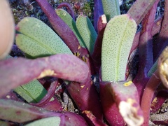 Cheiridopsis rostrata