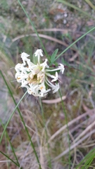 Pimelea linifolia linifolia