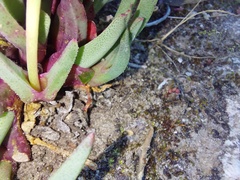 Cheiridopsis rostrata