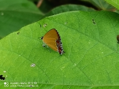 Heliophorus