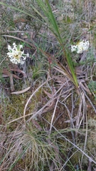 Pimelea linifolia linifolia