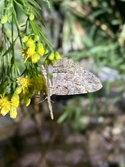 Geometridae