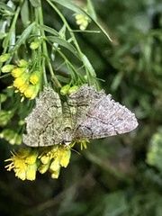 Geometridae