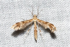 Trichoptilus ceramodes