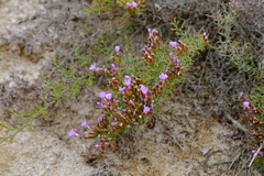Limonium equisetinum