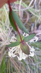 Pimelea linifolia linifolia