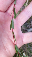 Pimelea linifolia linifolia