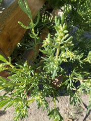 Caryophyllales