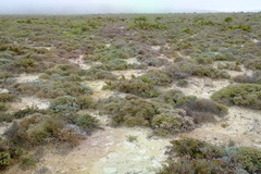 Limonium equisetinum